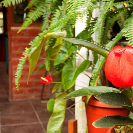 באניוס El Pedron Hotel מראה חיצוני תמונה